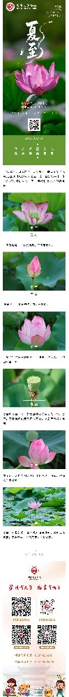 夏至节气丨荷风绿意浓，盛夏伏天始.jpg